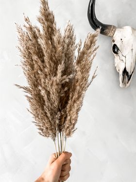 Natural Raw Dried Pampas Grass