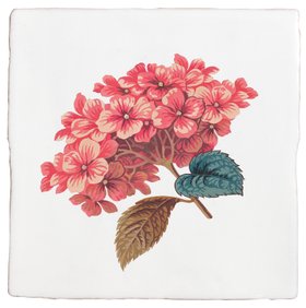 Ca' Pietra x Divine Savages The Brambles Hydrangea Belle