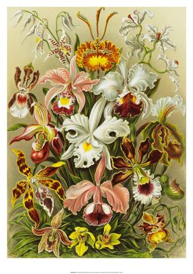 Orchidae by Ernst Haeckel A2 print