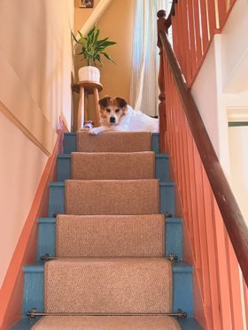 Tapi Carpets & Floors | Hyde Park Carpet Collection in Fawn | @biscuittincottage