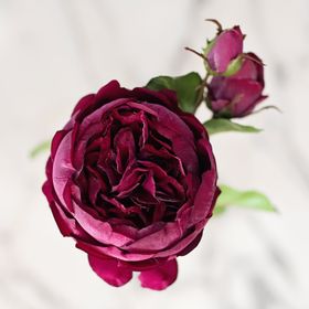 Artificial Burgundy English Rose
