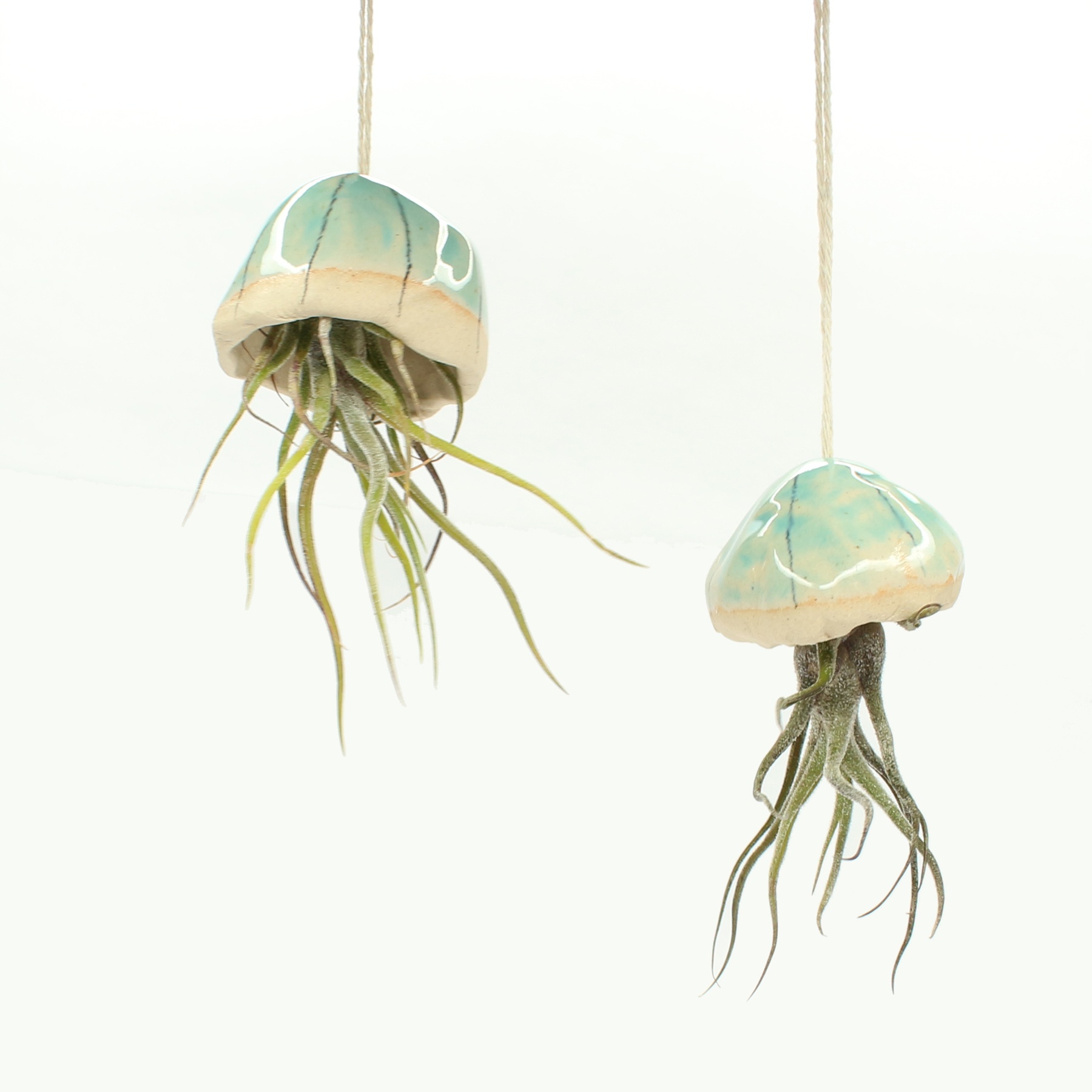 Jellyfish Air Plant Holder