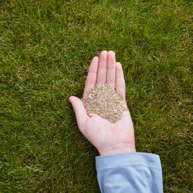 Verve Universal grass seeds, 0.5kg