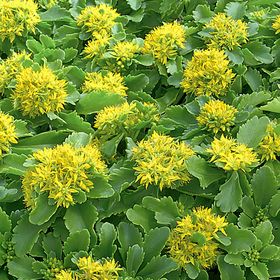 SEDUM MIX EARLY SEASON 1L