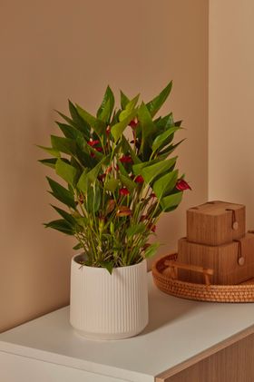 Verve Anthurium Million Flowers In Ceramic 12cm Large