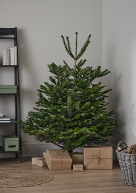 Verve Christmas Nordman Fir 150-175cm