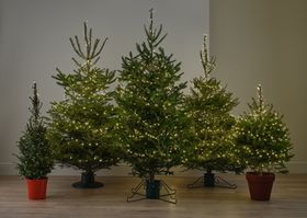 Verve Scotland Serbian spruce Pot grown Christmas tree 100-125cm x 260mm