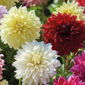 Verve Dinnerplate Dahlias mixed 5 Flower bulbs
