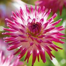 Verve Cactus Dahlia Hayley Jane 2 Flower bulbs
