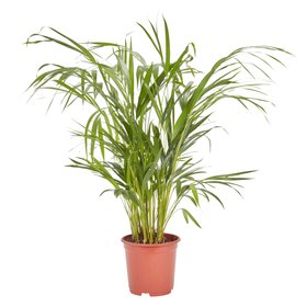 Verve Butterfly palm in Terracotta Plastic Grow pot 19cm