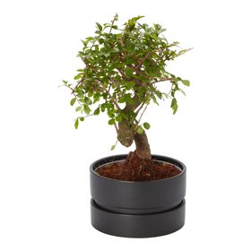 Verve Bonsai in Ceramic Decorative pot 15cm