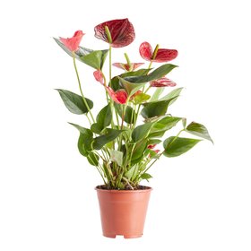 Verve Anthurium in Terracotta Plastic Grow pot 14cm