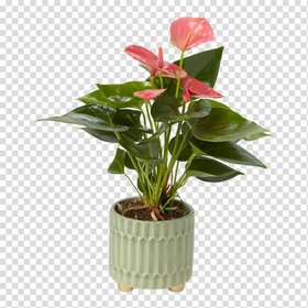 Verve Anthurium mix in Assorted cream or green Ceramic Decorative pot 9cm