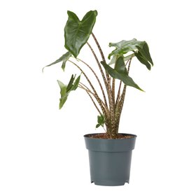 Verve Alocasia Zebrina in Black Plastic Grow pot 17cm