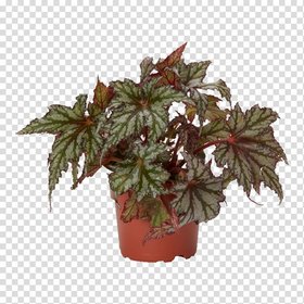 Verve Begonia beleaf mix in Terracotta Plastic Grow pot 12cm
