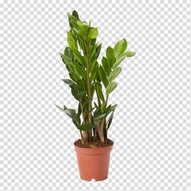 Verve zz plant Zamiolculcas in Plastic Grow pot 11cm