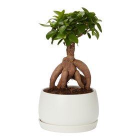 Verve Ficus ginseng bonsai Ceramic Decorative pot 15cm