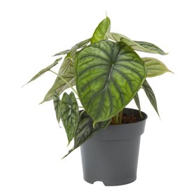 Verve Alocasia dragon in Black Plastic Grow pot 14cm