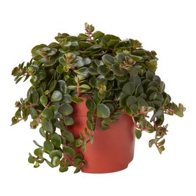 Verve Sedum tornado in Terracotta Plastic Grow pot 10.5cm