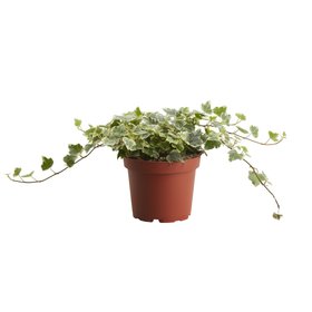 Verve Trailing Ivy in Terracotta Plastic Grow pot 12cm
