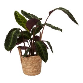 Verve Calathea warscewiczii in Natural Seagrass Decorative pot 19cm