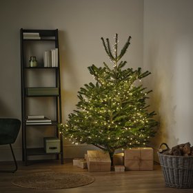 Verve live Christmas trees