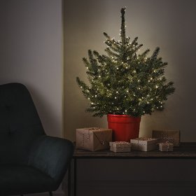 Verve live pot grown tree