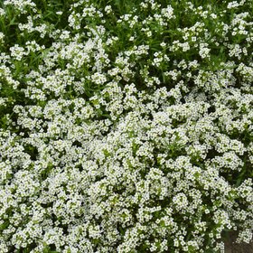 Verve Snow Cloth Allyssum Seeds