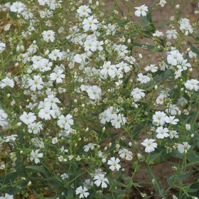 Verve Elegans white Gypsophila Seeds
