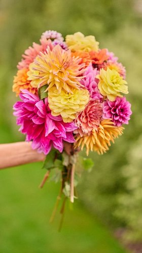 Verve Dahlia cut flower bunch