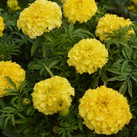 Verve African Sunspot Yellow Marigold Flower Seeds