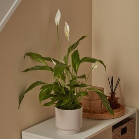 Verve Peace lily in Terracotta Plastic Grow pot 12cm