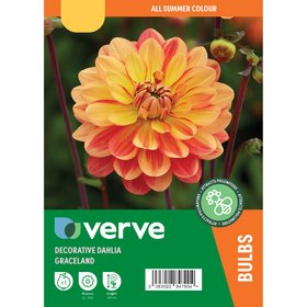 Dahlia Decorative Graceland Flower bulb