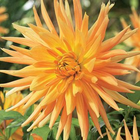 Dahlia semi-cactus Gold Crown Flower bulb