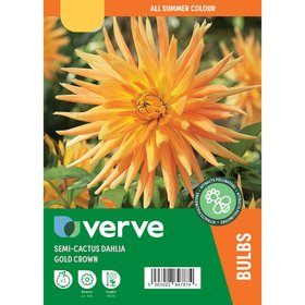 Dahlia semi-cactus Gold Crown Flower bulb