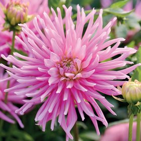 Dahlia cactus Park Princess Flower bulb