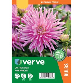 Dahlia cactus Park Princess Flower bulb