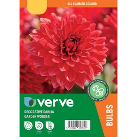 Dahlia Decorative Garden Wonder Flower bulb