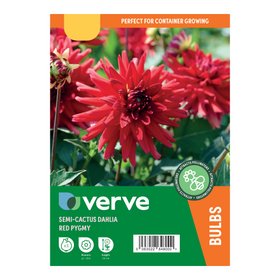 Dahlia semi-cactus Red Pygmy Flower bulb