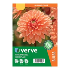 Dahlia Decorative Summer Flame Flower bulb