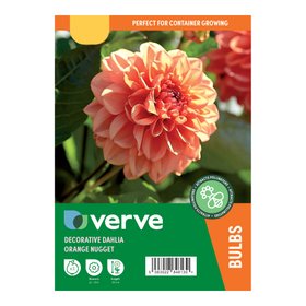 Dahlia Decorative Orange Nugget Flower bulb