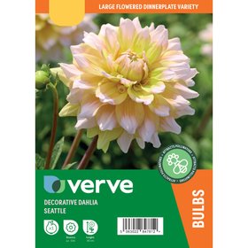 Dahlia Decorative Seattle Flower bulb