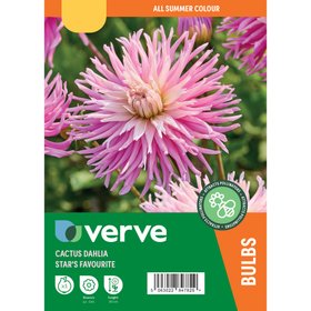 Dahlia Decorative Seattle Flower bulb