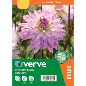 Dahlia Decorative Crazy Love Flower bulb