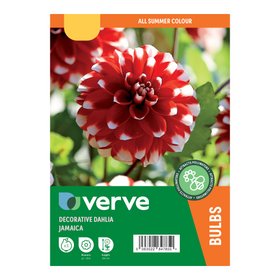 Dahlia Decorative Jamaica Flower bulb
