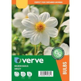 Dahlia mignon Sneezy Flower bulb