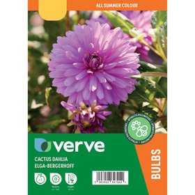 Dahlia cactus Elga-Bergerhoff Flower bulb