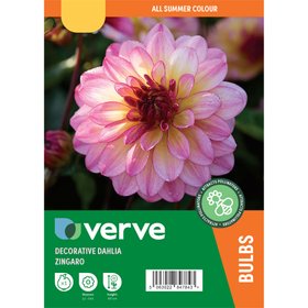 Dahlia Decorative Zingaro Flower bulb