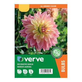 Dahlia Decorative Wanda's Aurora Flower bulb