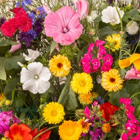 Verve Scatter & grow annual mix Seeds